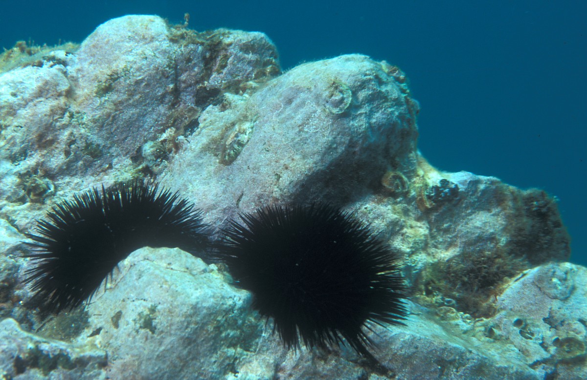 Arbacia lixula, Black Sea Urchin